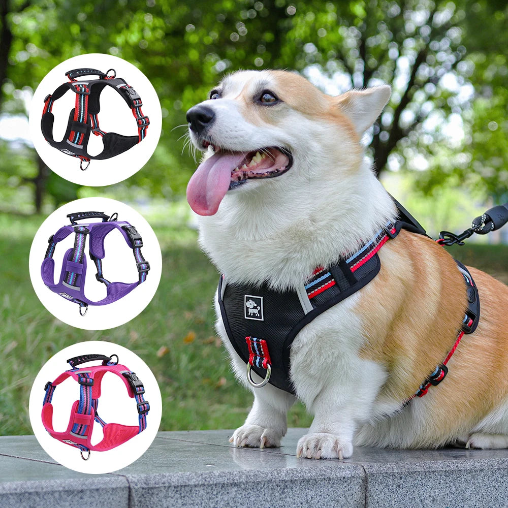 pettoystore
